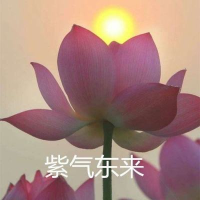 激斗少女手游(暂未上线)v1.0 官方安卓版